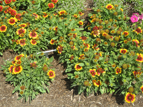 Gaillardia blazing online sun